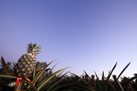 Sweet, juicy pineapples growing on the Sunshine Coast, QLD.