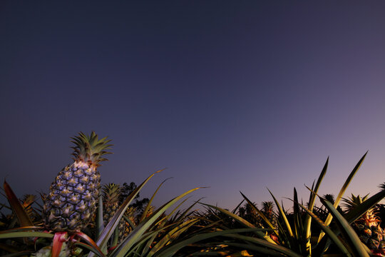 Sweet, juicy pineapples growing on the Sunshine Coast, QLD.