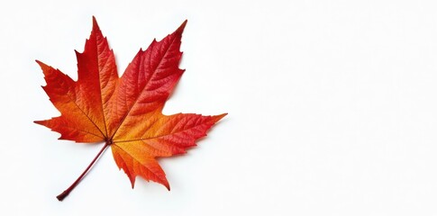 Fototapeta premium Intricate veins, rich hues; isolated autumn maple leaf against pure white , colorful, red