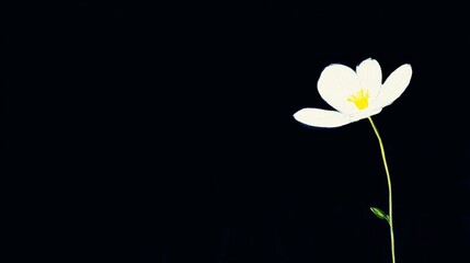 Elegant White Flower on Dark Background