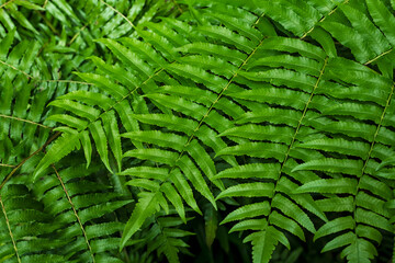 Vegetable fern (Diplazium esculentum) is a type of fern whose young leaves are usually eaten as a vegetable by people in Southeast Asia. Nature background.