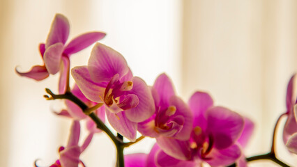 orchid against curtains close-up