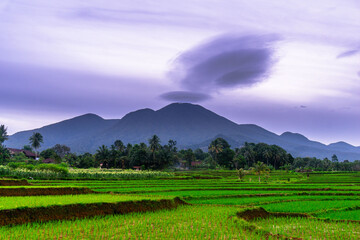 Fototapeta premium indonesia beauty landscape paddy fields in north bengkulu natural beautiful morning view from Indonesia of mountains and tropical forest