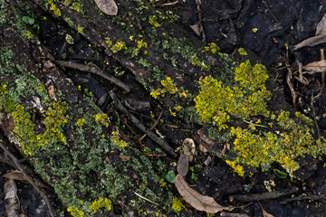lichen on tree bark