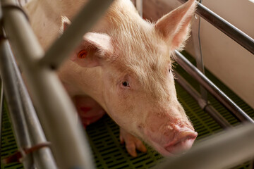 Sow Confined in Farrowing Crate for Piglet Delivery in Swine Production Facility © Remberto