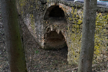 Obraz premium old tree in the park