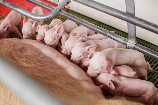 Sow Nursing Piglets in Farrowing Crate on Hygienic Slatted Floor in Swine Facility