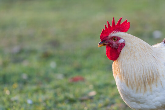 Handsome Rooster