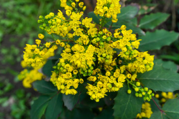 yellow flowers in the garden