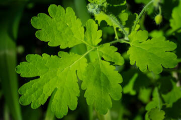 close up of green leaves