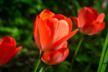 Fototapeta premium red tulips in the garden