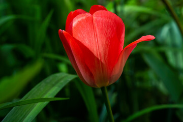 red tulip in the spring