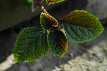 close up of a green leaf