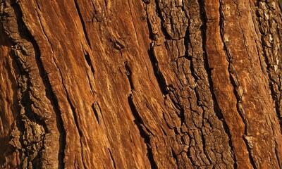 Fototapeta premium Intricate Texture of Weathered Tree Bark Close Up