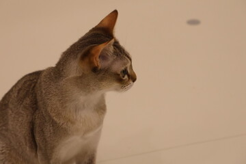 何かを見つめているシンガプーラの子猫