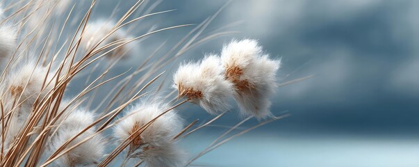 Obraz premium Blowing in the wind among dreamy flowers and torn grass concept. Soft, delicate plant with fluffy blooms swaying in the breeze.