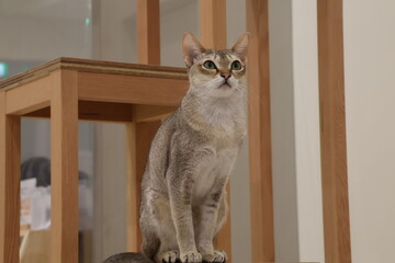 家具の上に立って周りをみるシンガプーラの子猫