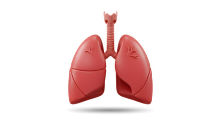 Fototapeta premium 3D Rendered Anatomical Illustration Of Human Lungs In Red Against White Background