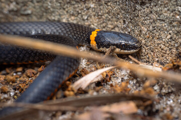 Small Orange Ring Necked Snake in the sand