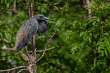 A tricolored egret perched on a tree branch