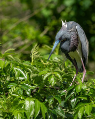 A tricolored egret perched on a tree branch