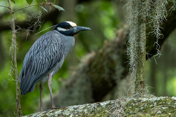 A night heron perched on a tree branch