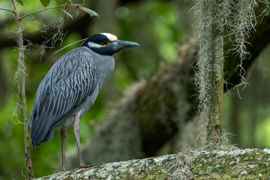 A night heron perched on a tree branch - Powered by Adobe