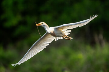 A cattle egret flying back to nest with nesting materials