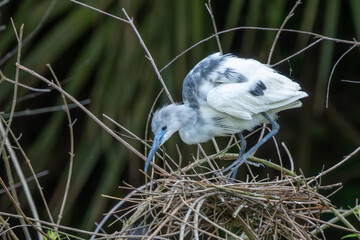 An immature tircolored heron perched on its nest