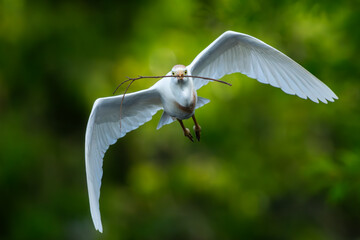 A cattle egret flying back to nest with nesting materials