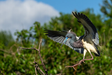 A tricolored heron landing near its nest