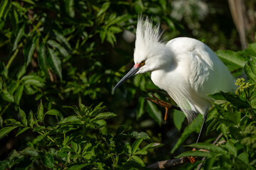 A snowy egret perched on a tree branch