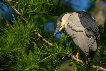 A night heron perched on a tree branch