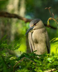 A night heron perched on a tree branch