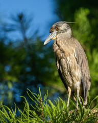 A night heron perched on a tree branch