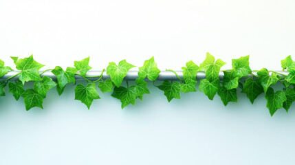 Vibrant green ivy leaves arranged neatly on a minimalist white background.