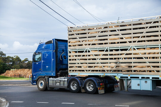 Truck full of sheep on the road