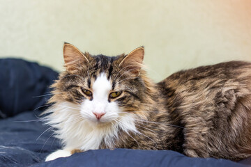 A Furry Cat Looks Extremely Relaxed While Resting on a Cozy Bed with a Very Intense Gaze