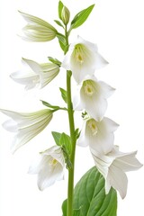 Fototapeta premium Detailed hosta foliage with blooming flowers, ideal for enhancing floral-themed garden visuals or botanical projects.