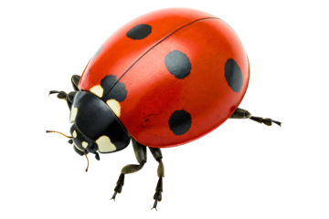 Red ladybug with black spots isolated on a transparent background
