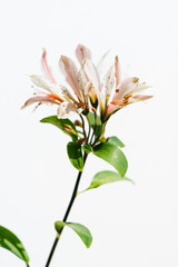 アルストロメリア