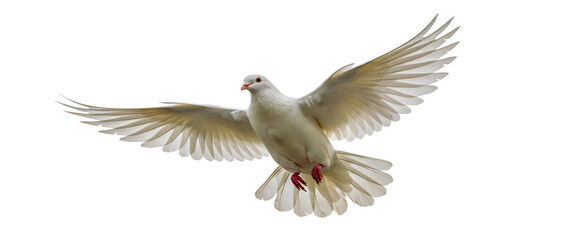 Obraz premium A graceful white dove soaring in flight against a bright white background showcasing open wings.
