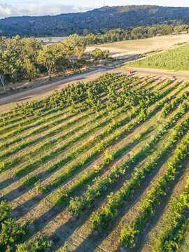 Looking down on rows of apple trees in an orchard