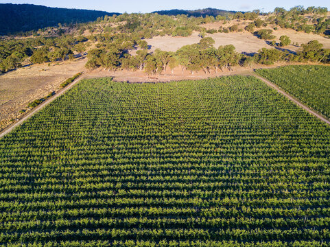 Looking down on rows of apple trees in an orchard