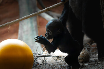 Playful Gorilla in the Habitat: A charming and playful baby gorilla explores its enclosure, reaching for a rope in a moment of curious interaction.
