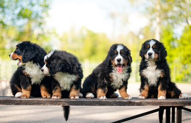 several cute mountain dog puppies in the park on a background of green grass