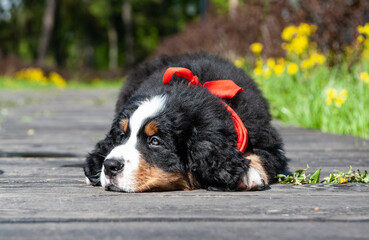 cute mountain dog puppy in the park on a background of green grass with a red scarf around his neck