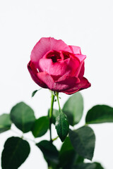 バラ  Rose