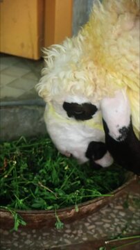 A Sheep is bending down and eating fresh green fodder Video
