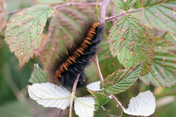 une chenille très poilue